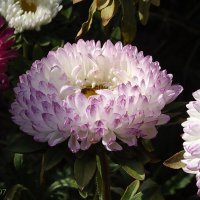 Астра :: Freddy 97