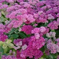 Цветущий октябрь. :: Лия ☼ Цветущий октябрь. :: Лия ☼