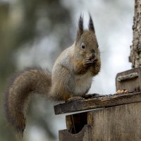 *** :: Николай Климович