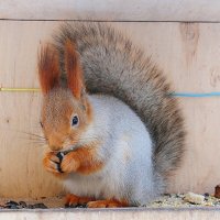 У меня обед! :: Галина Нестратова