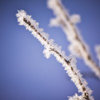 Веточка :: Grishkov S.M.