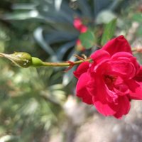 Бархатный сезон :: Галина 