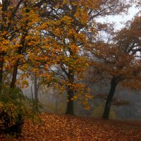 Хмурость осенних дней :: Юрий. Шмаков