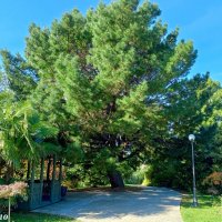 Адлер. Дендропарк "Южные культуры" :: Нина Бутко Адлер. Дендропарк "Южные культуры" :: Нина Бутко