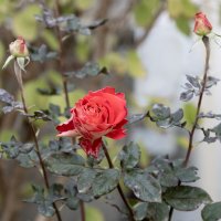 Страдания по теплу :: Валерий Басыров