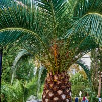 Пальмы :: Александр Леонов