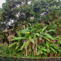Парк Нового Афона :: Александр Леонов Парк Нового Афона :: Александр Леонов