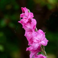 Третье сентября :: Николай Соколухин