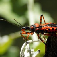 Клоп-хищнец :: Константин Штарк Клоп-хищнец :: Константин Штарк