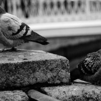 *** :: Наталья Герасимова