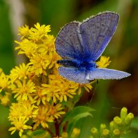 опять про бабочек...139 :: Александр Прокудин опять про бабочек...139 :: Александр Прокудин