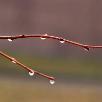 Кап-кап-кап... :: Светлана Кап-кап-кап... :: Светлана