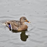 Плыла по речке уточка! :: Валентина  Нефёдова 