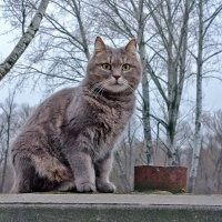 Наблюдатель! :: Валентина  Нефёдова 