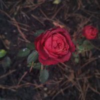 Роза :: Сапсан 