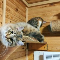 а мечтают о добрых ручках :: Любовь а мечтают о добрых ручках :: Любовь