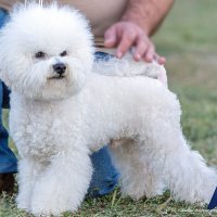 Бишон фризе (французская балонка) :: Светлана Ищенко