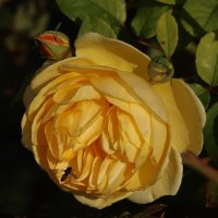 Красок в ленту :: Светлана Тихонина