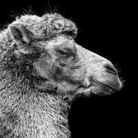 Верблюд :: SanSan 