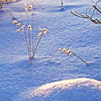Январь...Снежно -морозная былина  на лесной поляне! :: Владимир 