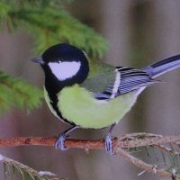 Ждёт угощения :: Людмила Смородинская Ждёт угощения :: Людмила Смородинская