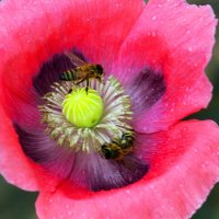 Доброе утро :: Юрий. Шмаков Доброе утро :: Юрий. Шмаков