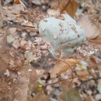 октябрь :: Елена Шаламова октябрь :: Елена Шаламова