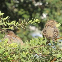 посиделки :: Елена Шаламова посиделки :: Елена Шаламова