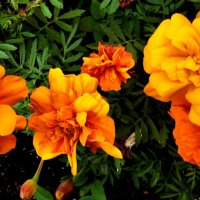 Летние :: Елена Семигина