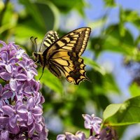 * :: Осень * :: Осень