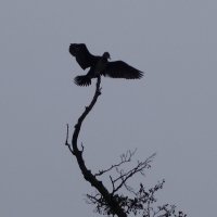 Магия монохрома :: Рита Симонова