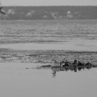 *** :: Сергей Сергеев