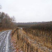 Только не сжато вообще ничего, грустную думу наводит оно... :: Андрей Заломленков Только не сжато вообще ничего, грустную думу наводит оно... :: Андрей Заломленков
