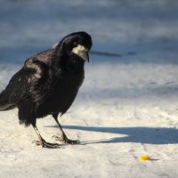 Грач. :: Александр 