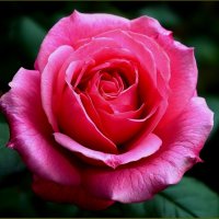 Роза :: Валентина Надсон Роза :: Валентина Надсон