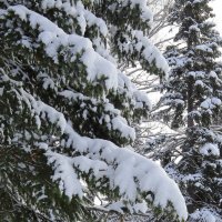 Остаётся только восхищаться, каждой веткой белой любоваться :: Нина северянка Остаётся только восхищаться, каждой веткой белой любоваться :: Нина северянка