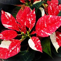 Пуансеттия-Рождественская звезда :: Aida10 Пуансеттия-Рождественская звезда :: Aida10