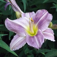 Лилейник :: Freddy 97 Лилейник :: Freddy 97