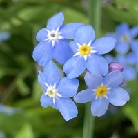 Незабудки :: Ольга Савельева 