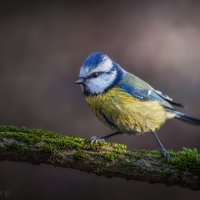 Мокрая :: Александр К.