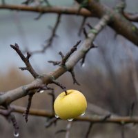 Дичка. :: Александр. AVG100 ---