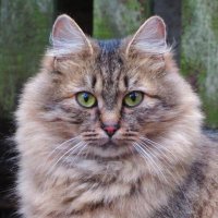 Кошачий портрет :: Андрей Снегерёв Кошачий портрет :: Андрей Снегерёв