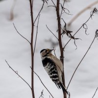 Малый пёстрый дятел (Dendrocopos minor). Птицы Сибири. :: Вадим Басов Малый пёстрый дятел (Dendrocopos minor). Птицы Сибири. :: Вадим Басов