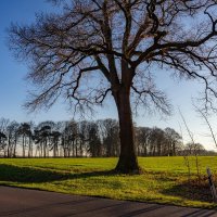 Там дуб стоит... :: Николай Гирш