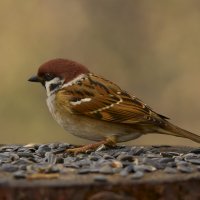 Воробей... :: Александр Посошенко Воробей... :: Александр Посошенко