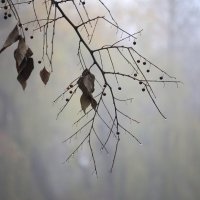 утро туманное... ) :: Всеволод утро туманное... ) :: Всеволод