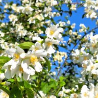 Так хочется весну :: Наталья 