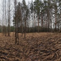 Косы :: Денис Бочкарёв