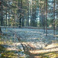 Ковёр из мха. :: ВикТор Быстров Ковёр из мха. :: ВикТор Быстров