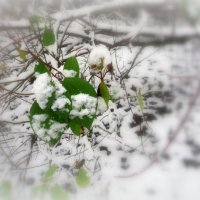 Зелёное и белое :: Ирина Олехнович